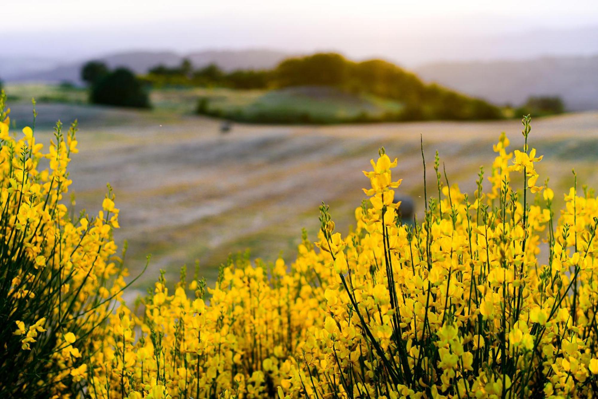 Agriturismo Le Casaline Seggiano Exteriér fotografie